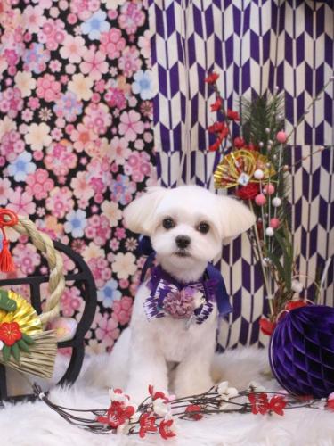 20250130パンチくん